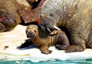 FAA protection of baby walruses